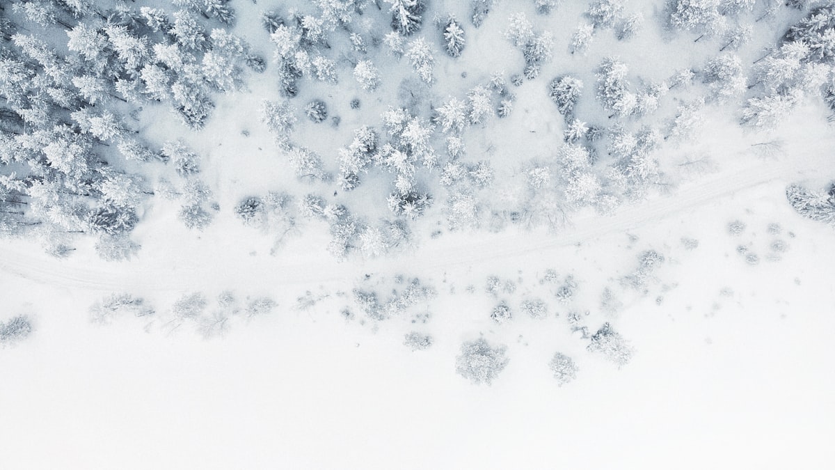 Det norske høyfjellet og de snødekte skogene er fjellrevens rike – karrig, kaldt og livsviktig for arten.